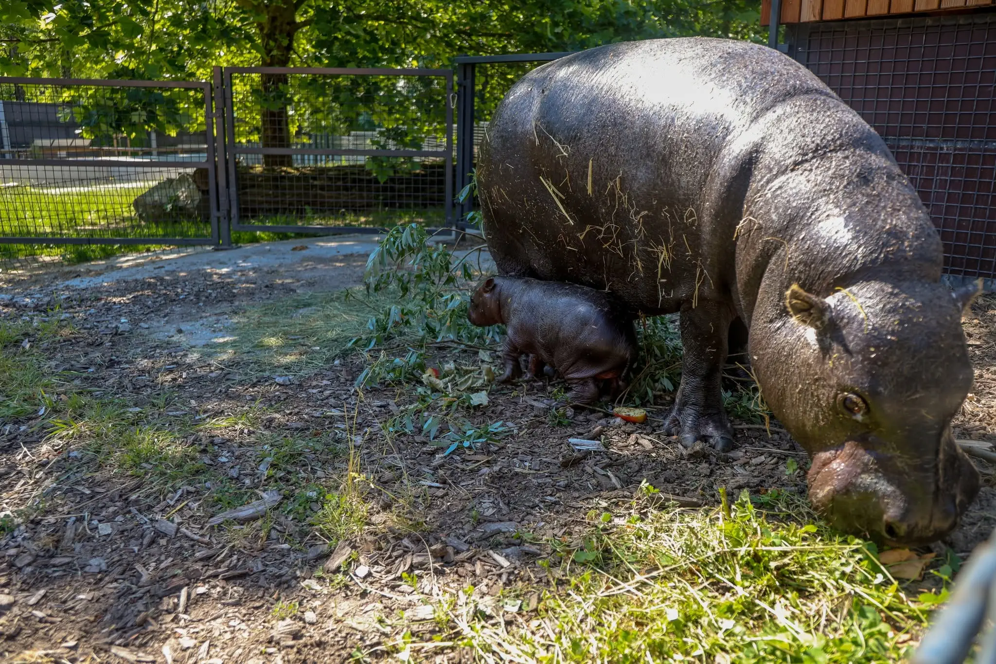 Zoo Bratislava oznámila narodenie samičky hrošíka libérijského.