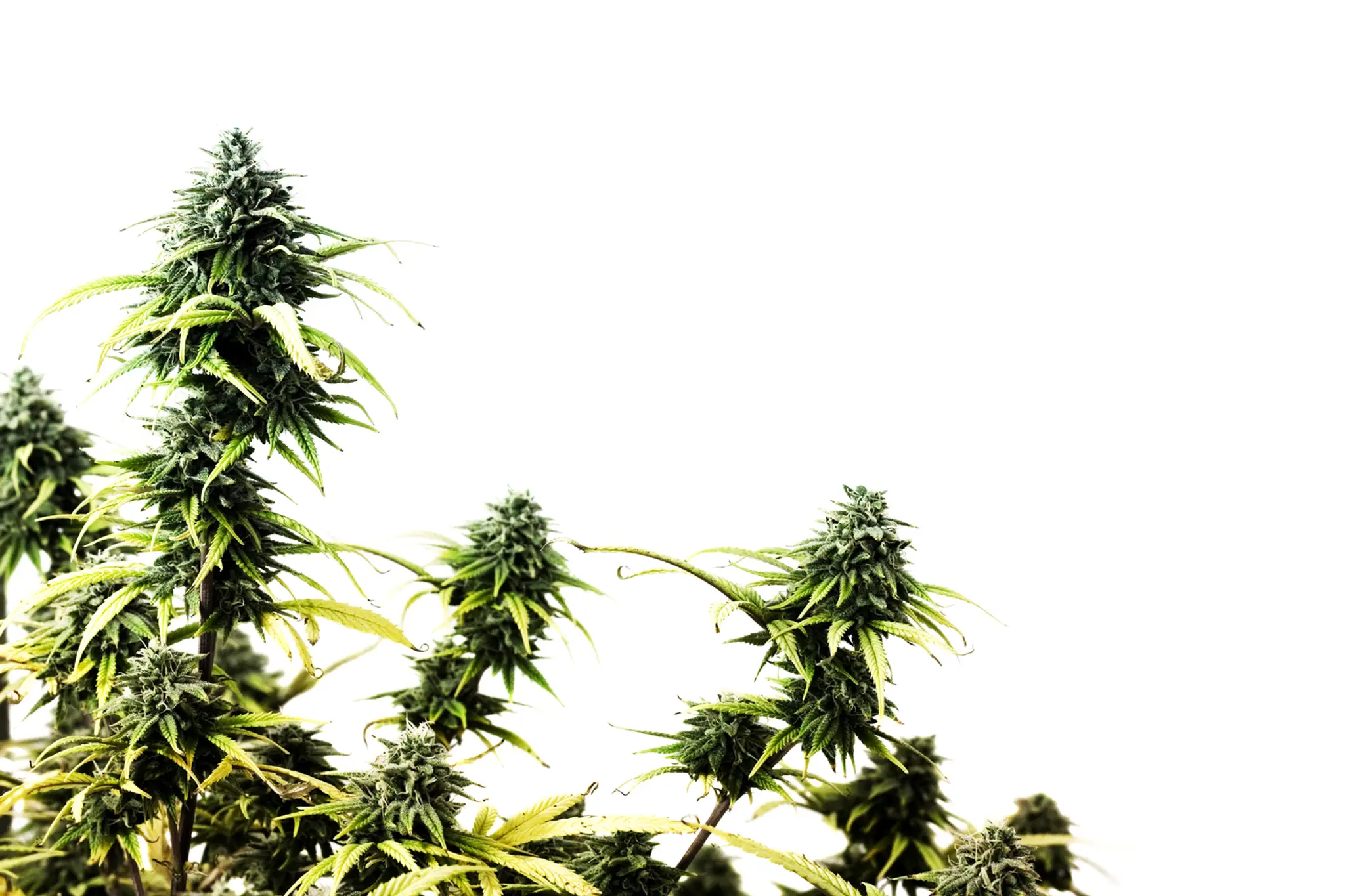 Marihuana