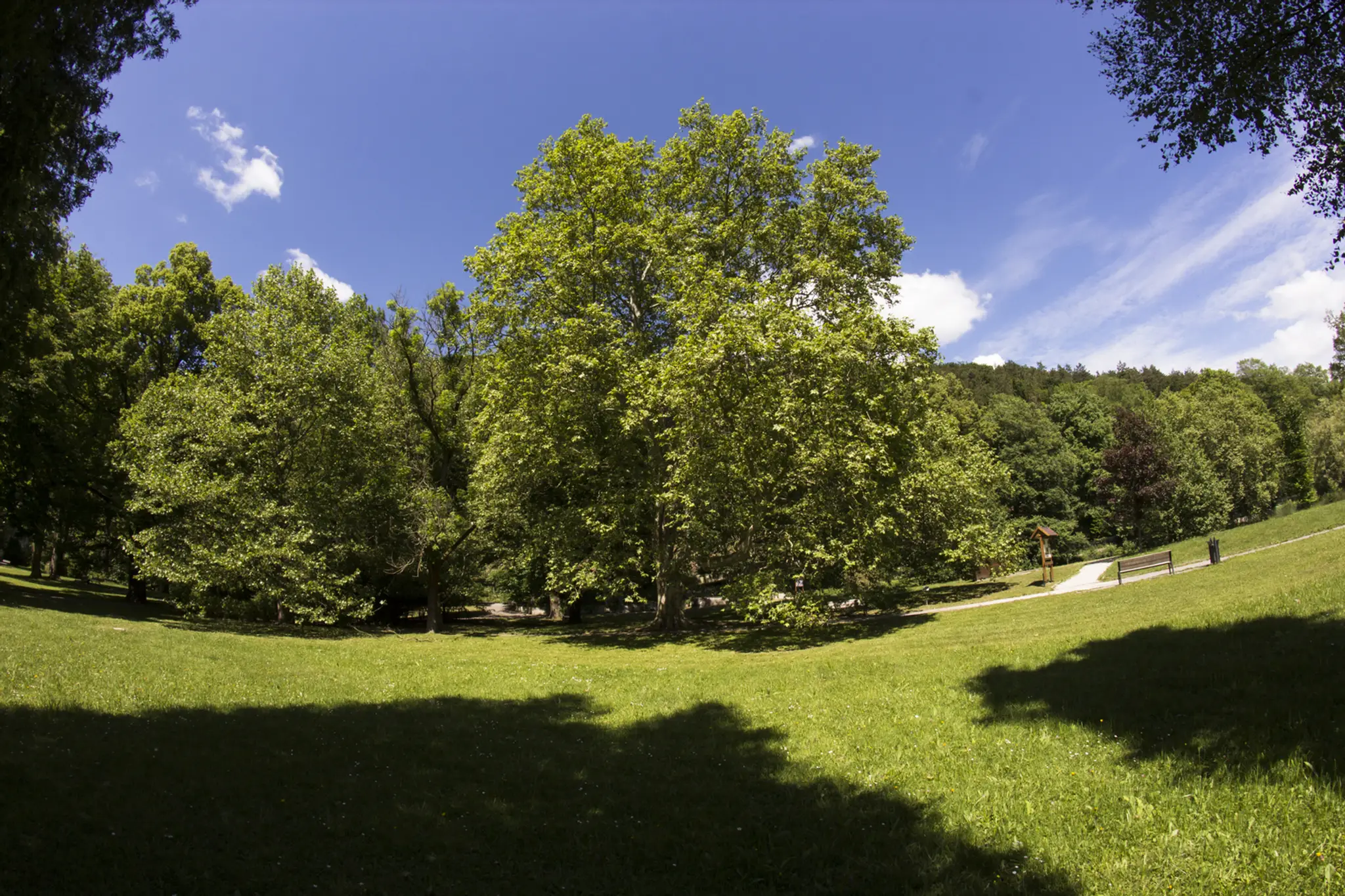 7. Lipa veľkolistá, Zámocká ulica, Malacky. (180 rokov).