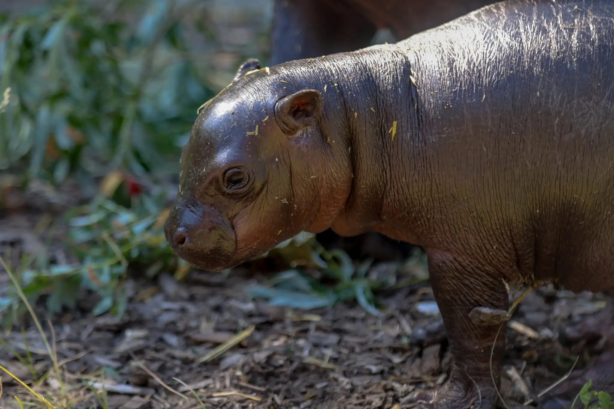 Zoo Bratislava oznámila narodenie samičky hrošíka libérijského.