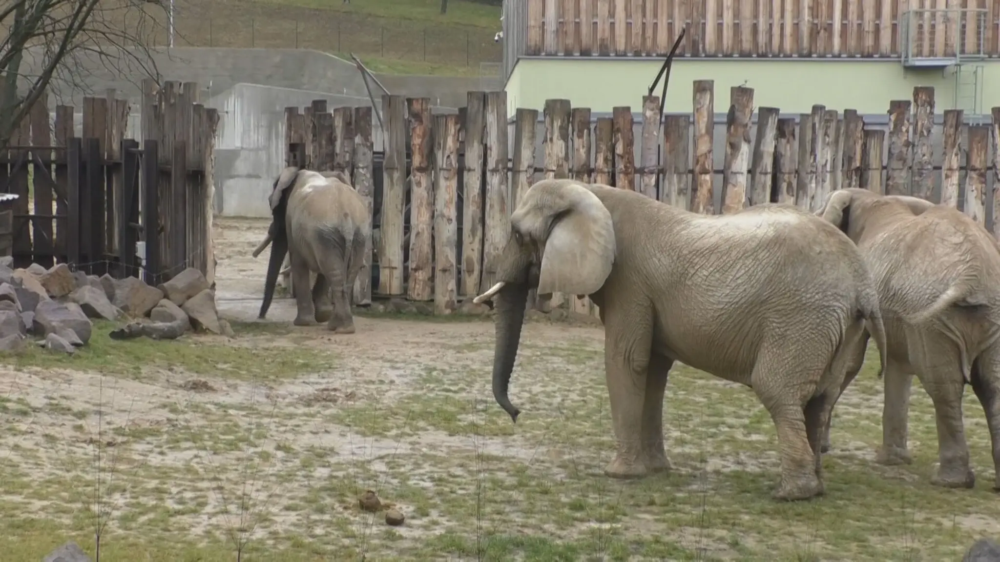 Slony v bojnickej ZOO.