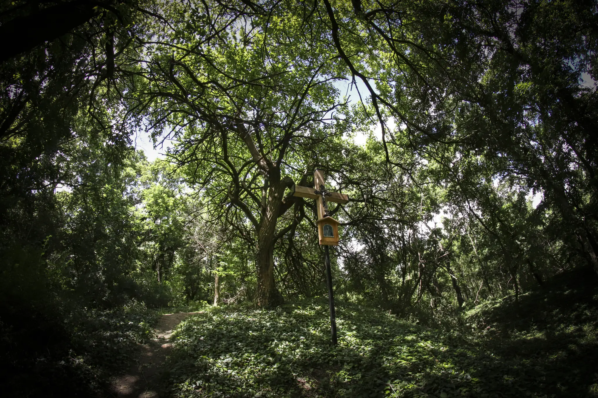 5. Platan javorolistý, Kúpeľný park v Trenčianskych Tepliciach. (160 rokov)