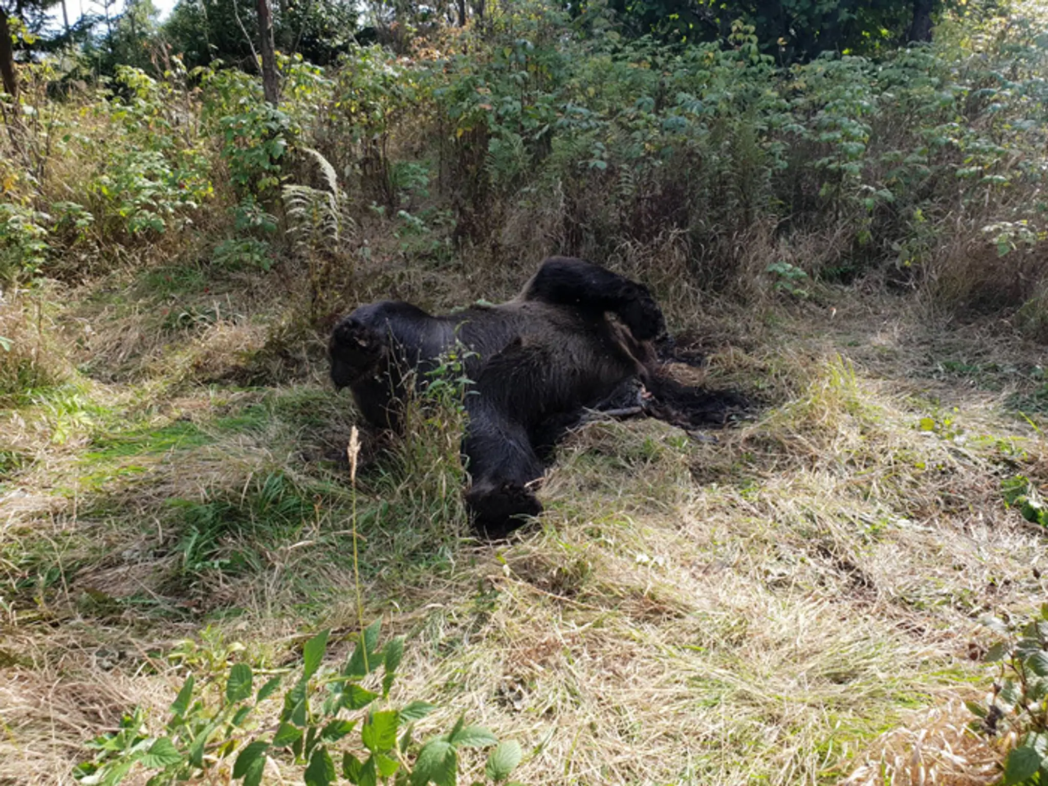 Mŕtva medvedica, ktorú našli medzi Tatranskou Lesnou a Starým Smokovcom turisti.