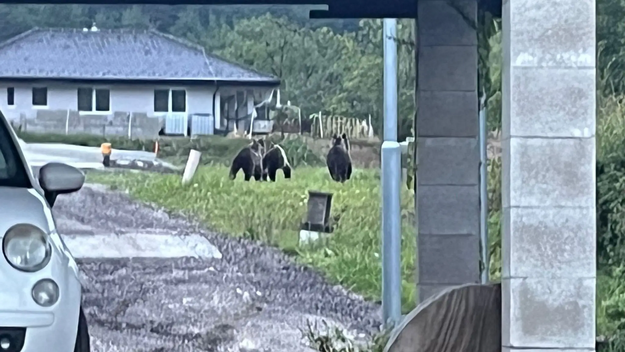 Medvede v Kľačne