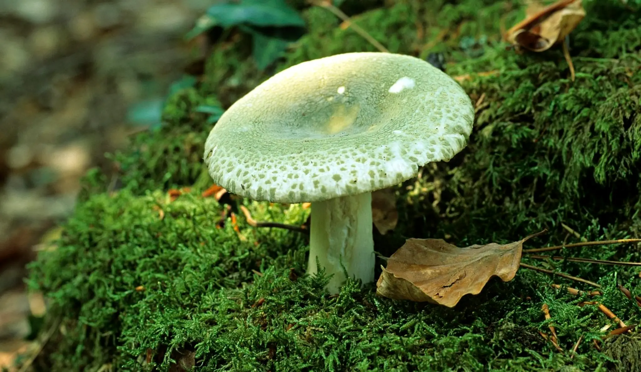 Plávka zelenkastá.