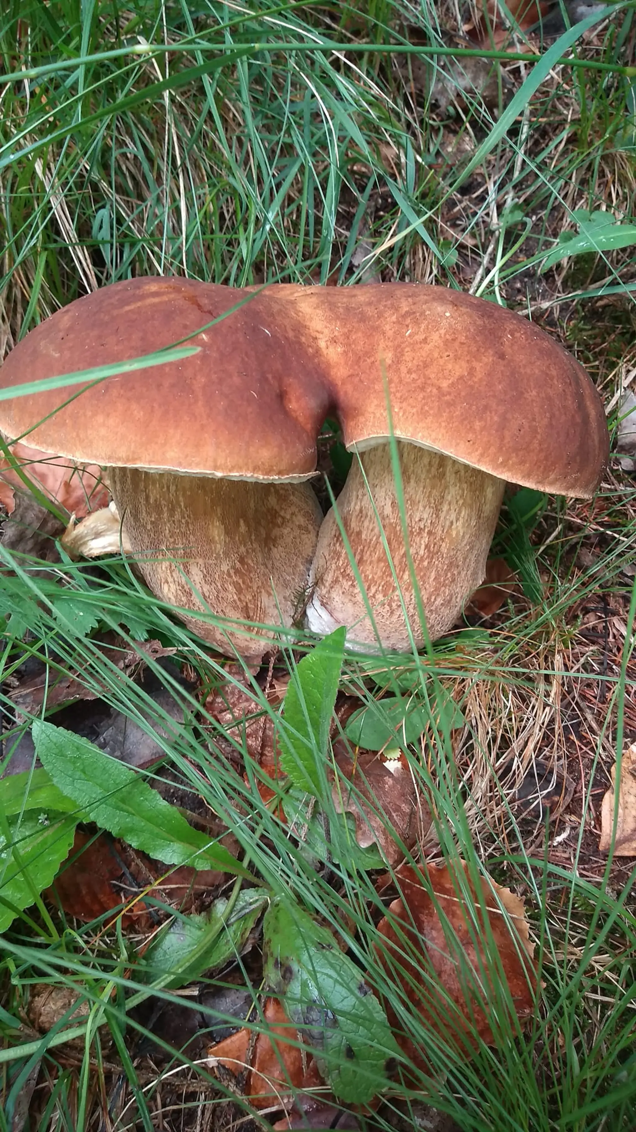 V tohtoročnej hubárskej sezóne sme zaznamenali už aj siamské dvojičky, našla ich pri Banskej Bystrici Viera Sásiková.