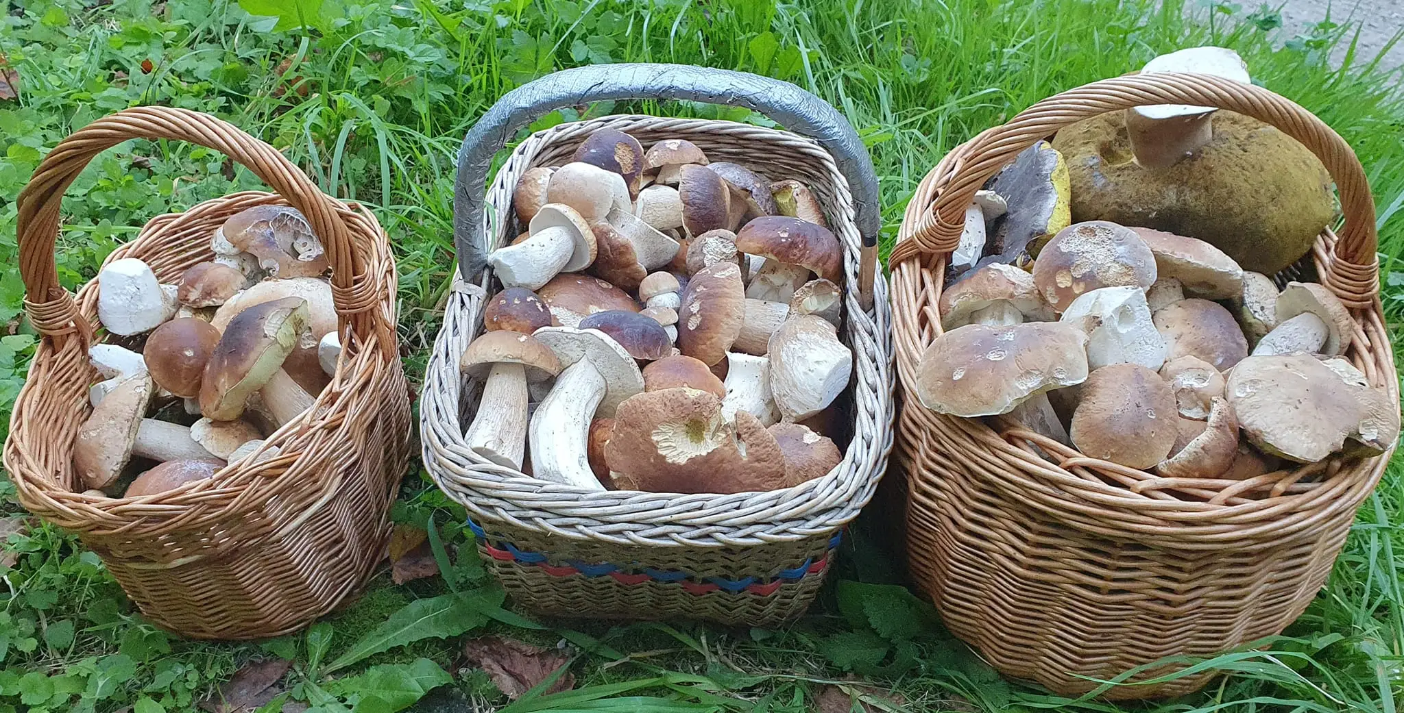 Aj v Papradne na Považí sa darí. Toto sú úlovky Rudolfa Borčina.