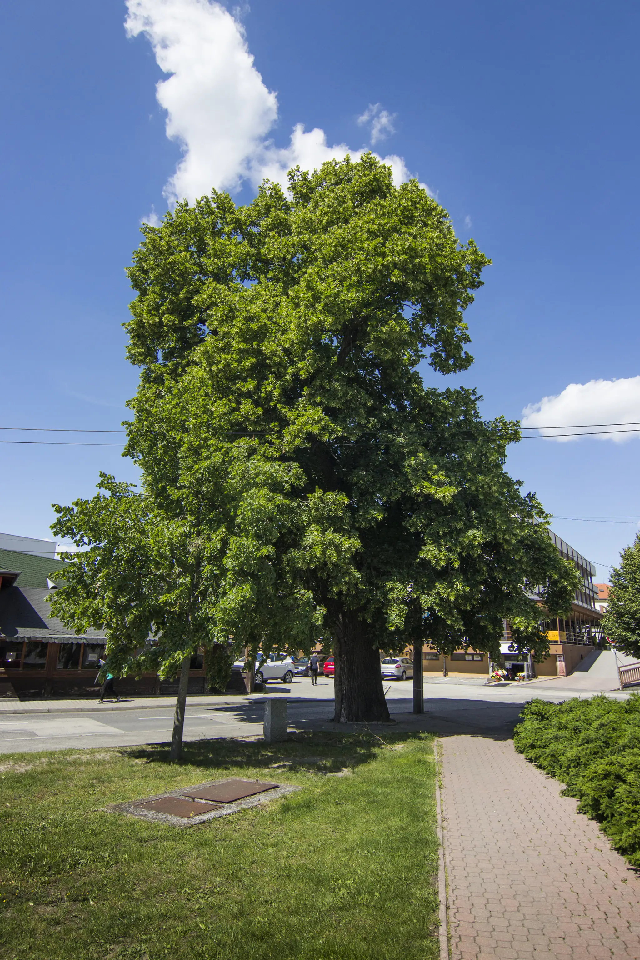 9. Lipa malolistá, Sobotište, Lipnica Savarka (Studnička Anička), strom má 175 rokov.