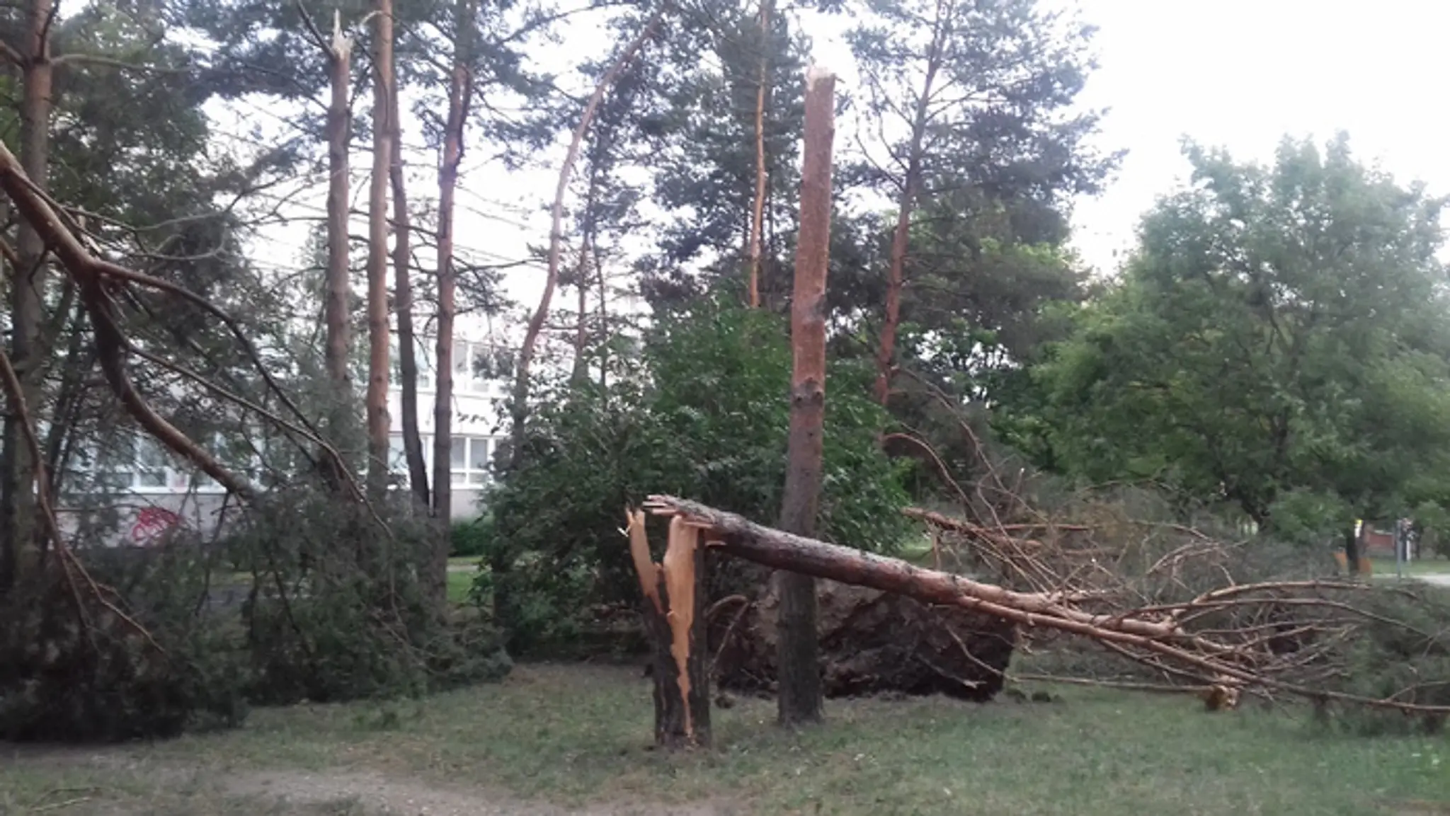Silná búrka polámala 43-ročné stromy v Dúbravke na ulici Karola Adlera.