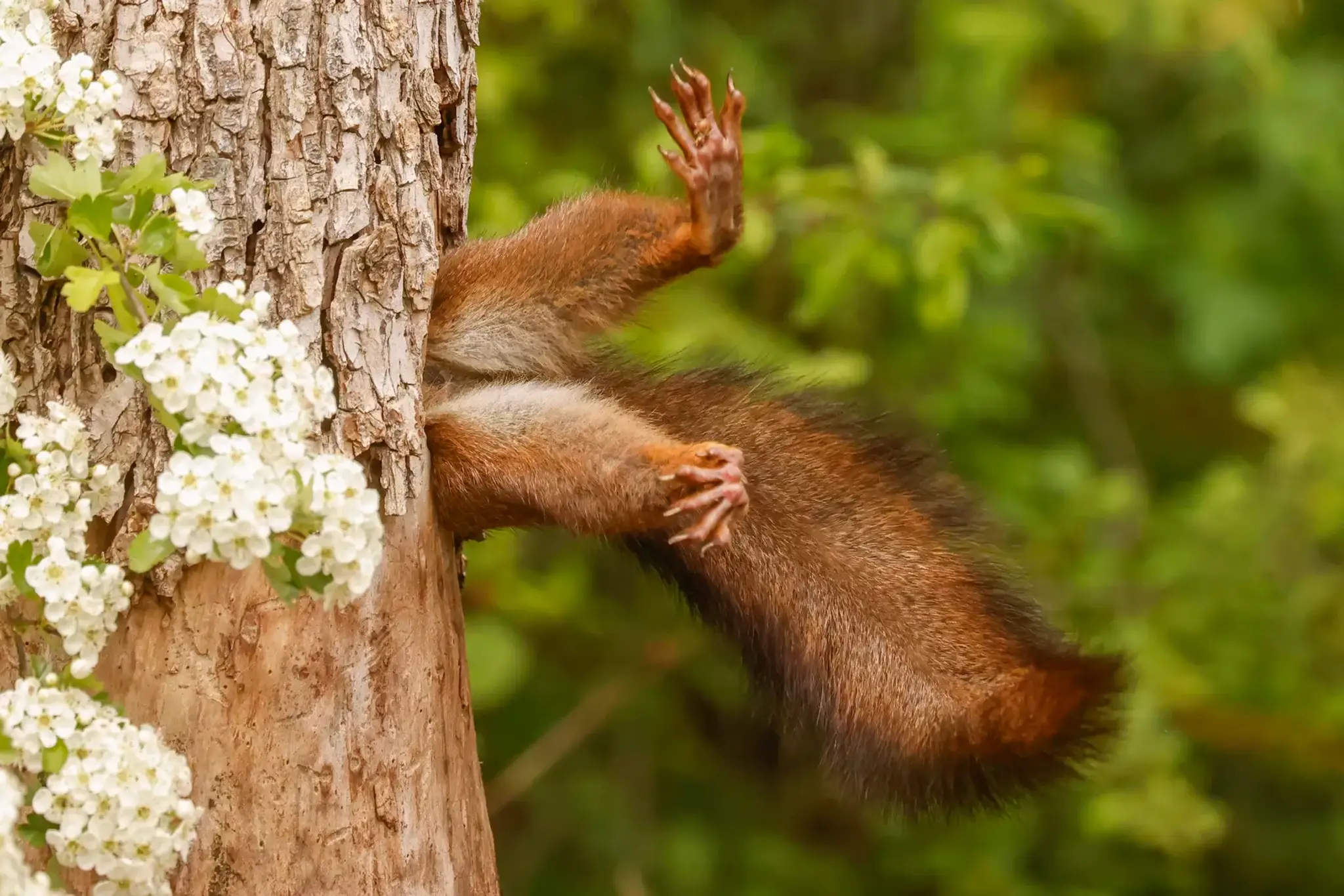 Víťazná snímka Nikon Comedy Wildlife Photography Awards.