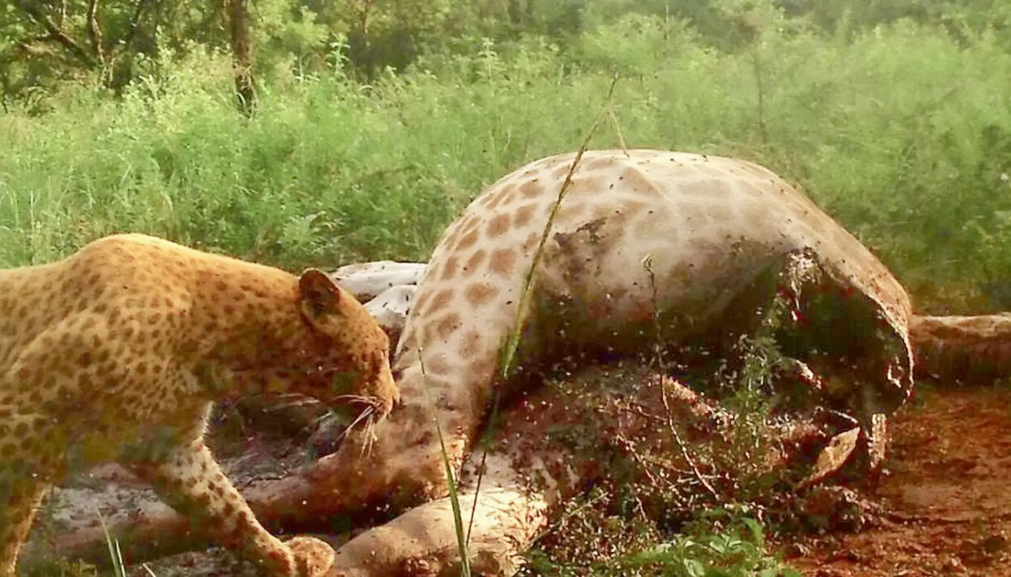 Unikátne zábery jahodového leoparda.