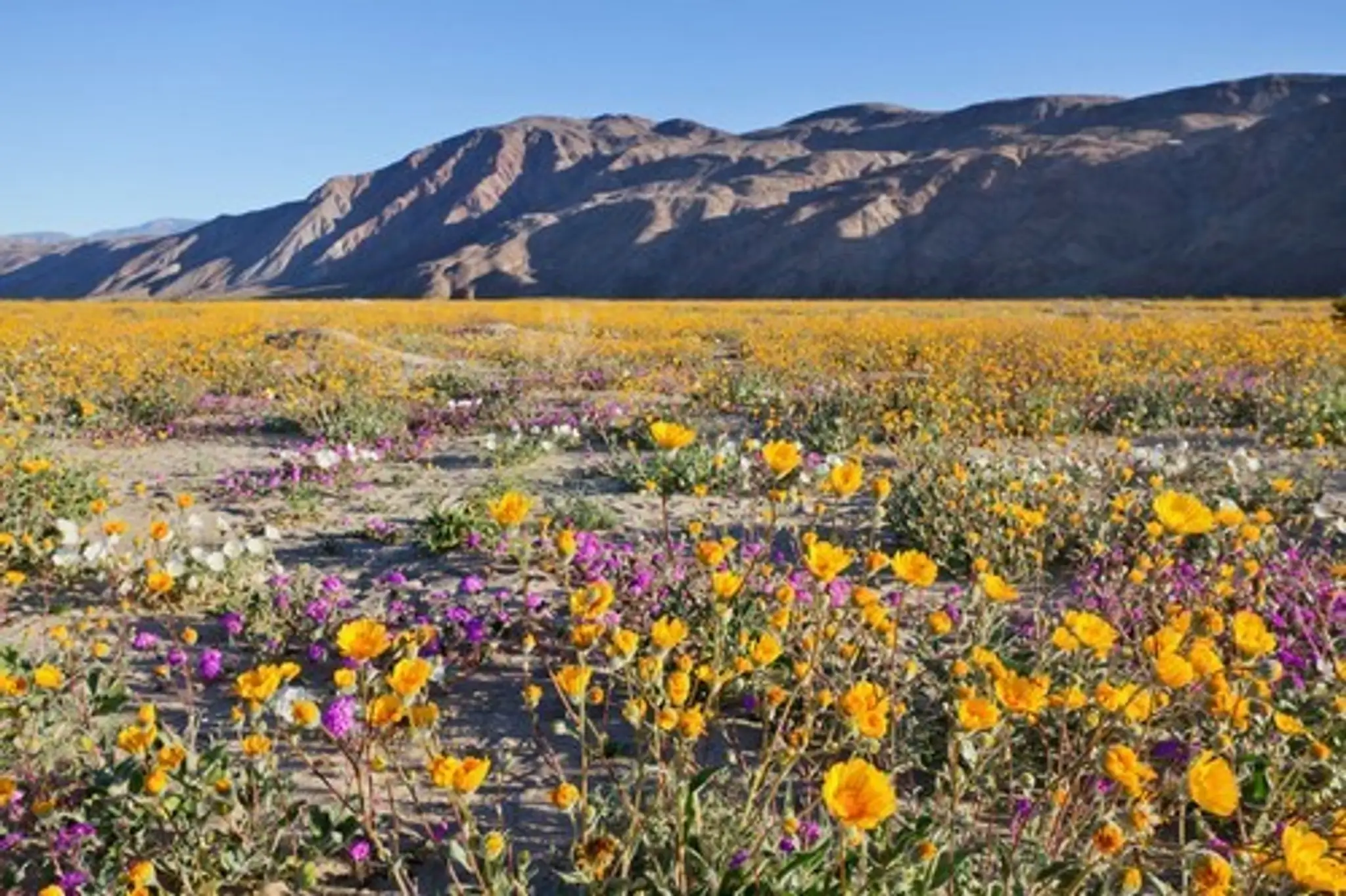 Borrego Springs.