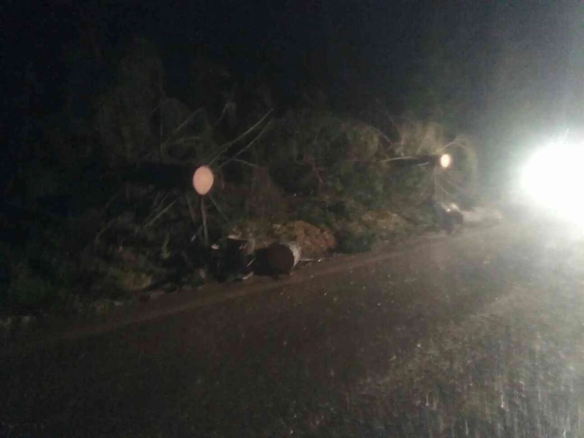 Na mladíka v aute spadol strom.