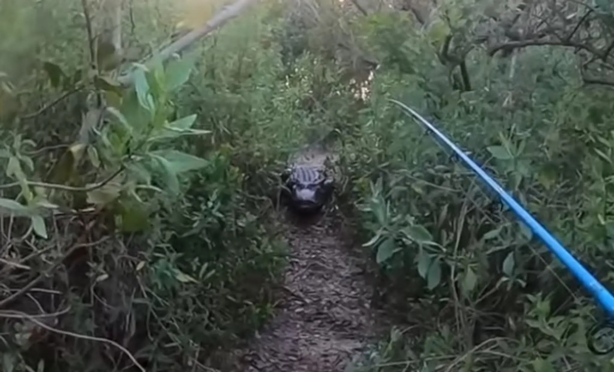 Krokodíl bol v tesnej blízkosti mladíka.