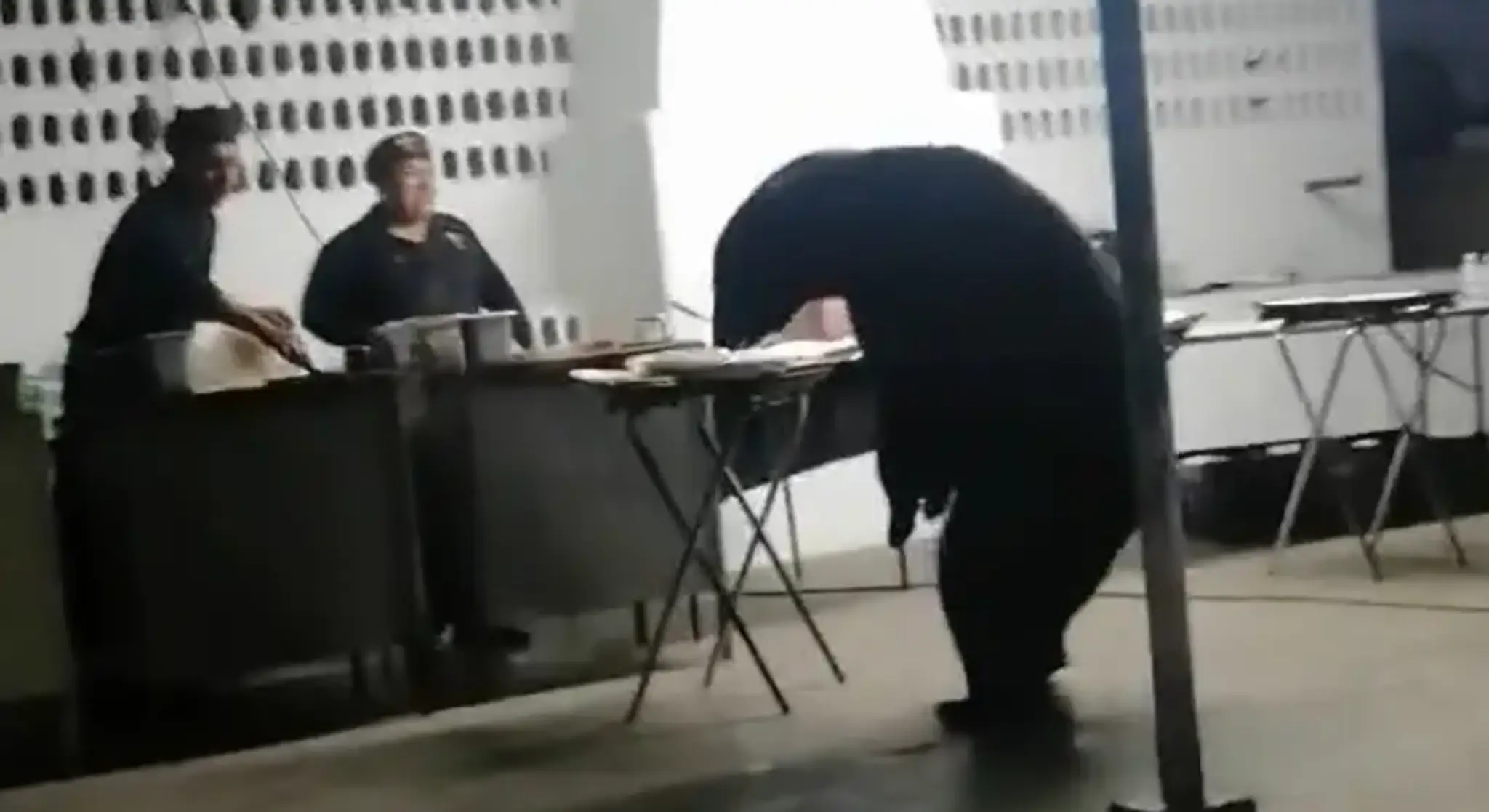Medveď sa oddáva dobrému jedlu.