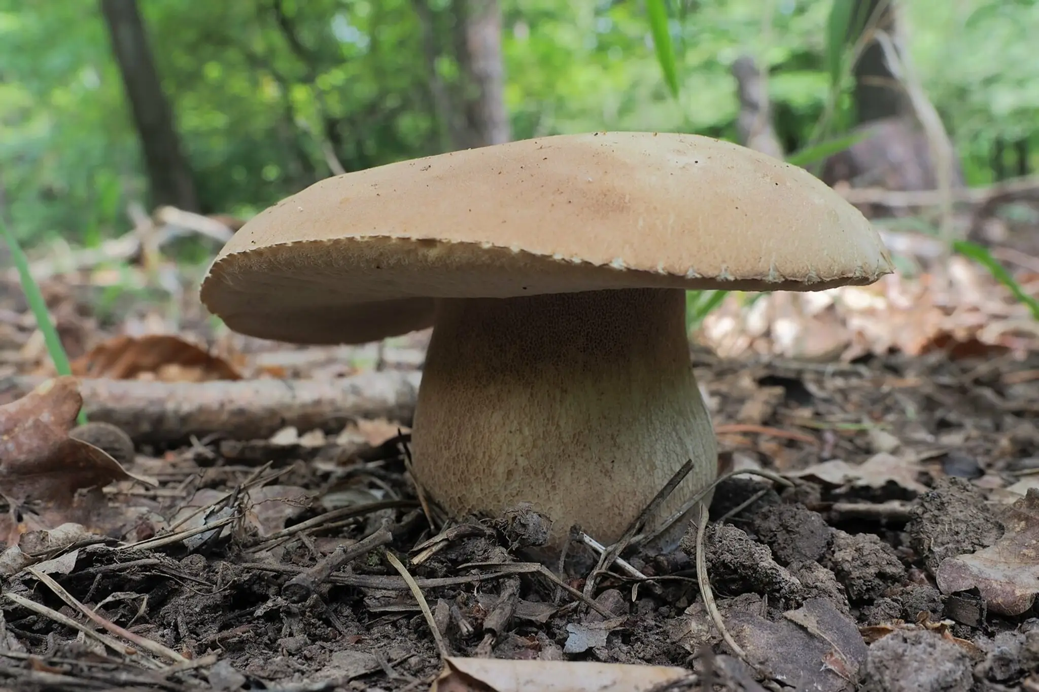 Ďalšie mohutné "sombrero", ktoré našla a zachytila Karolina Likerova.