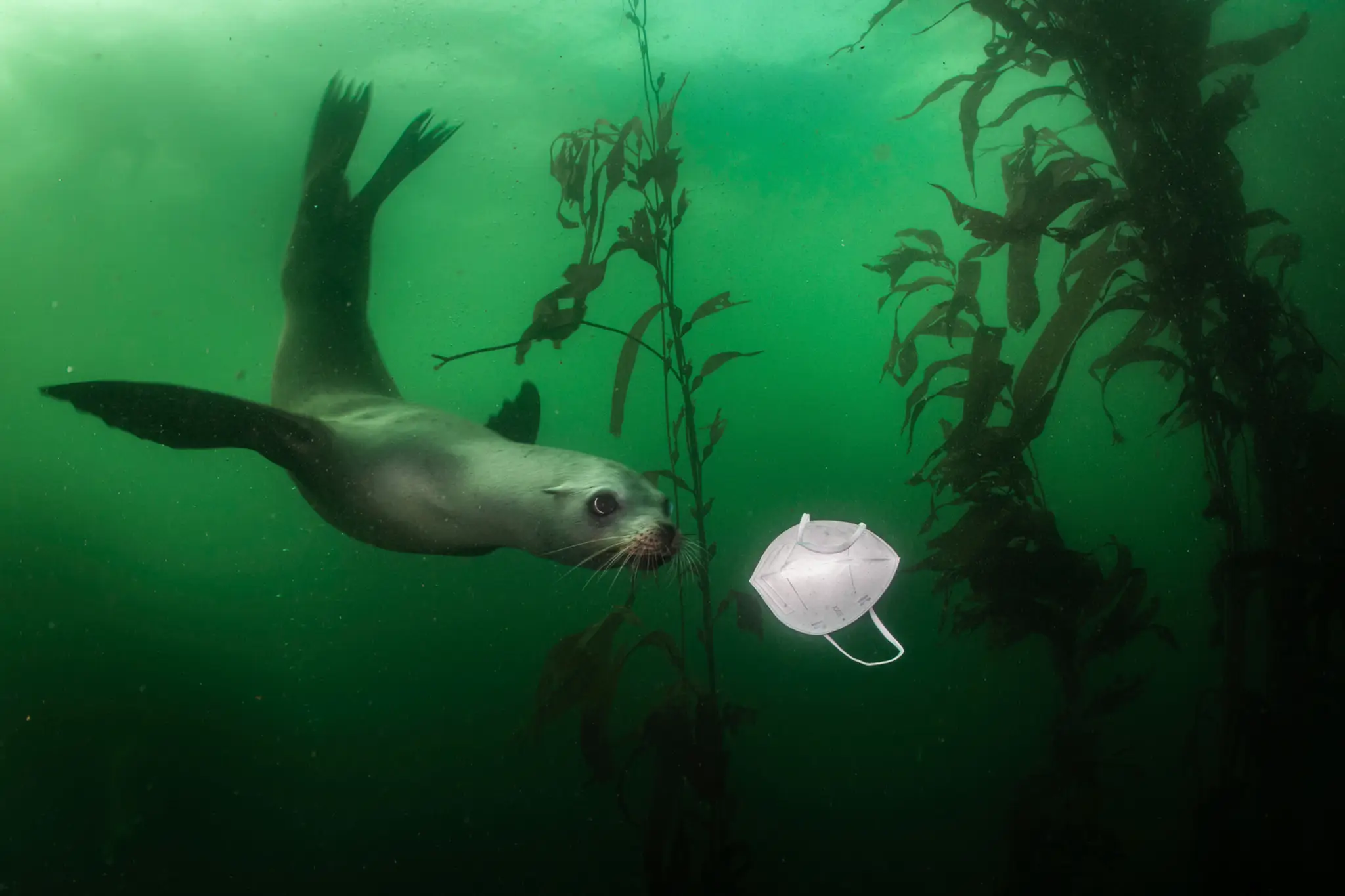 Prvé miesto v sekcii Životné prostredie: Ralph Pace so snímkou California Sea Lion Plays with Mask (Tuleň sa hrá s rúškom).