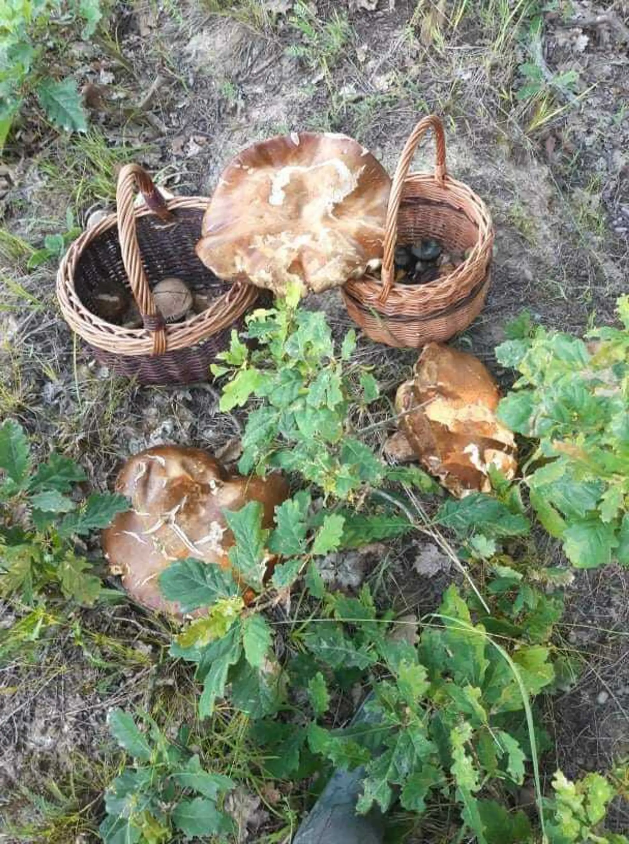 Dvojičky v podaní Antona Berdisa.