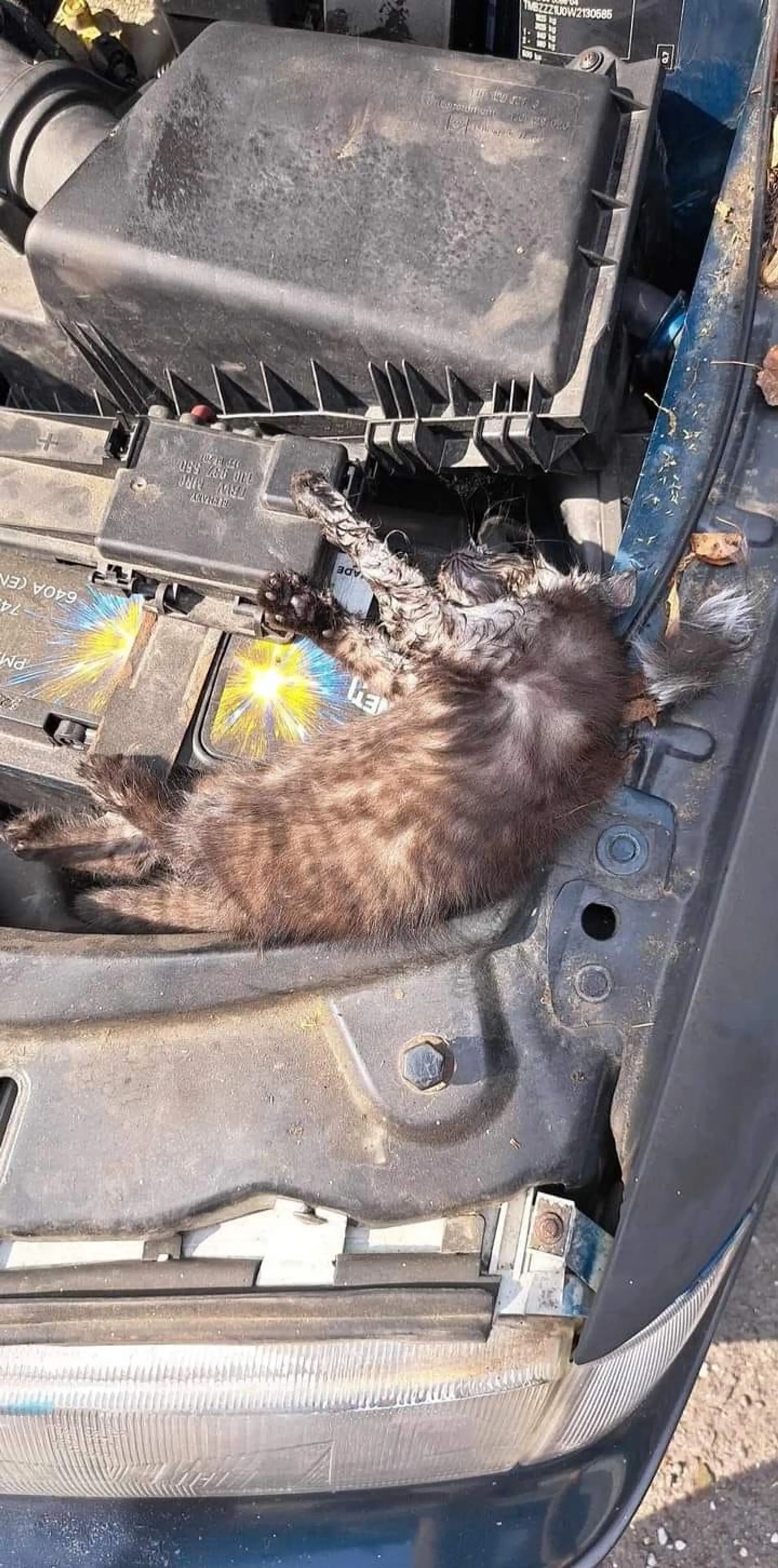 Mačiatko sa uvarilo pod kapotou auta.