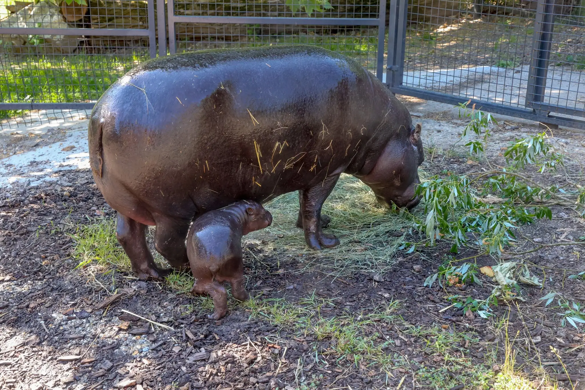 Zoo Bratislava oznámila narodenie samičky hrošíka libérijského.