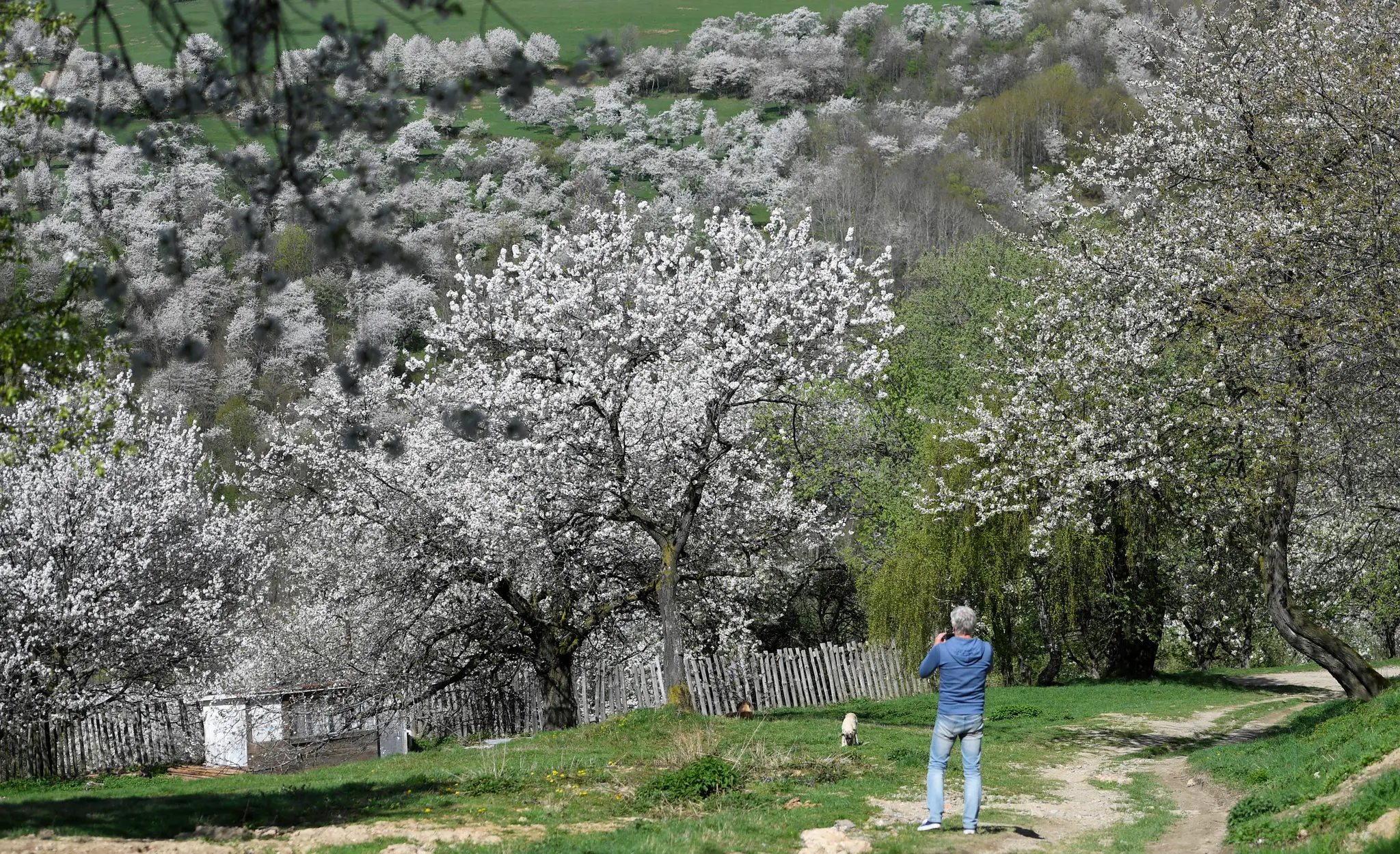 Čerešňové stromy v obci Brdárka