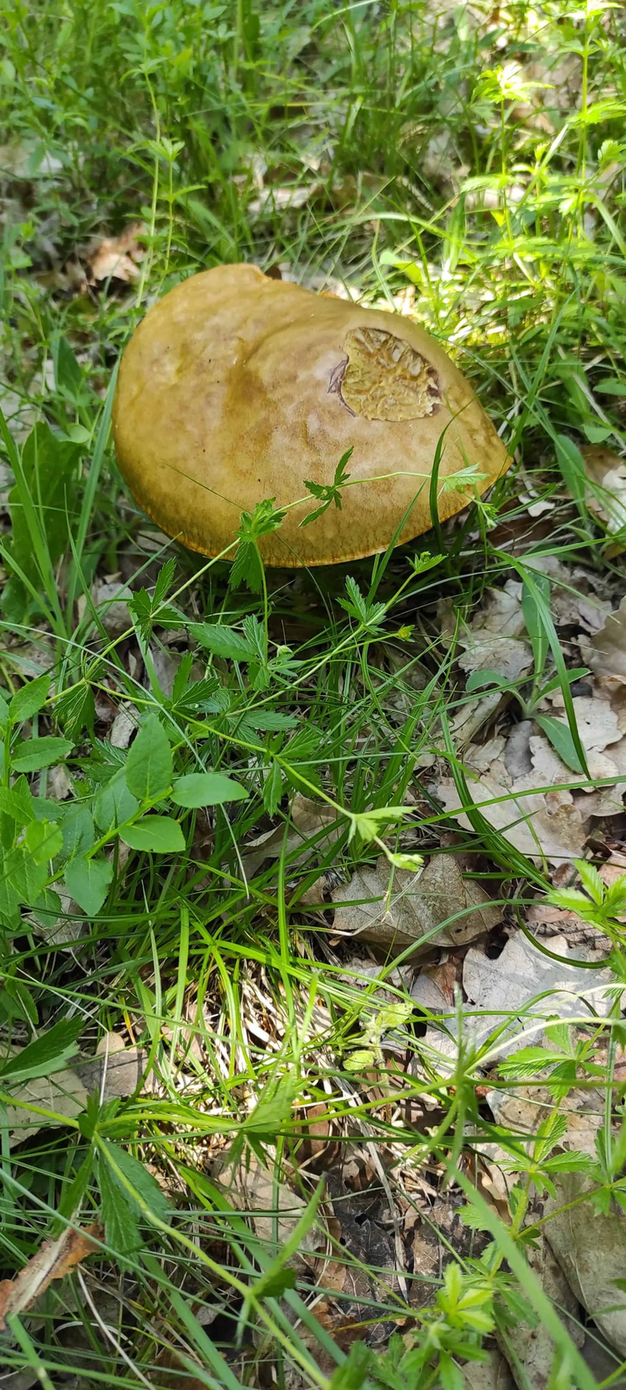 Aj na severovýchode Slovenska už pomaly rastú. Toto je snímka z okresu Snina od Petronely Urbanovej Sejnovej.