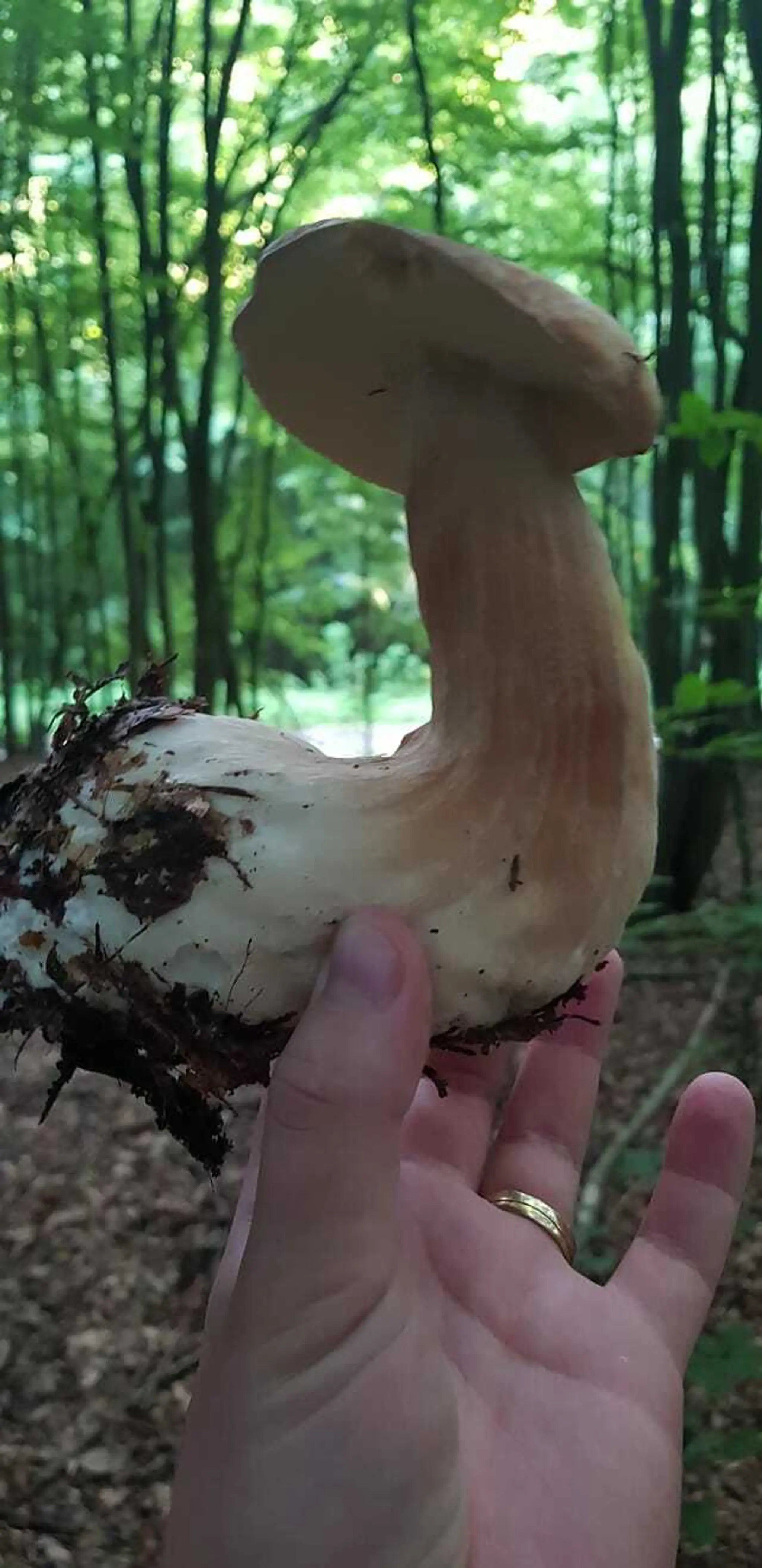 Veľkého krásavca sa podarilo nájť aj Jurajovi Lorenčíkovi.