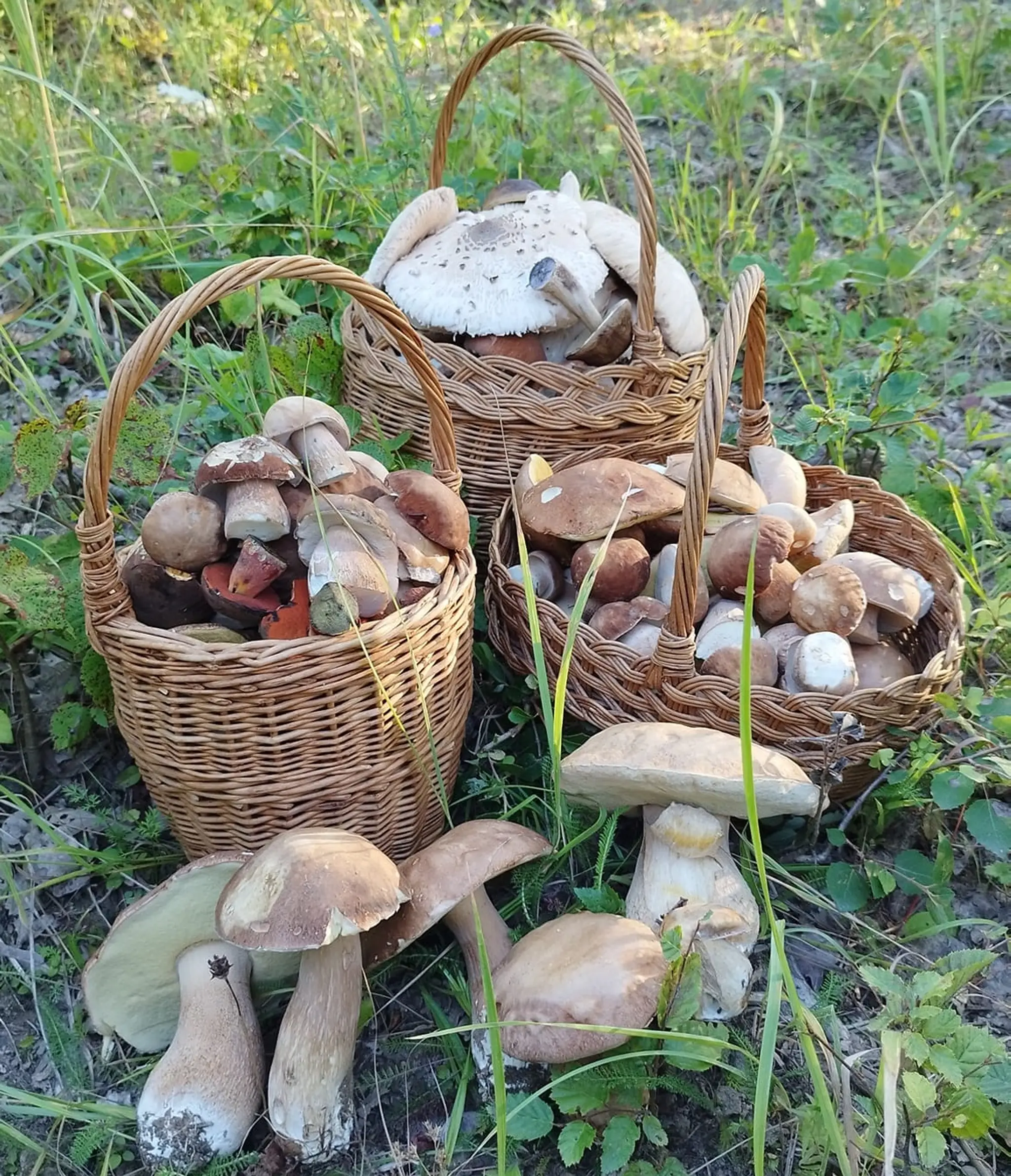Húb toľko, že sa ani nezmestili do košíkov. Fotografiu zo Žiliny uverejnila Martina Chodelková.