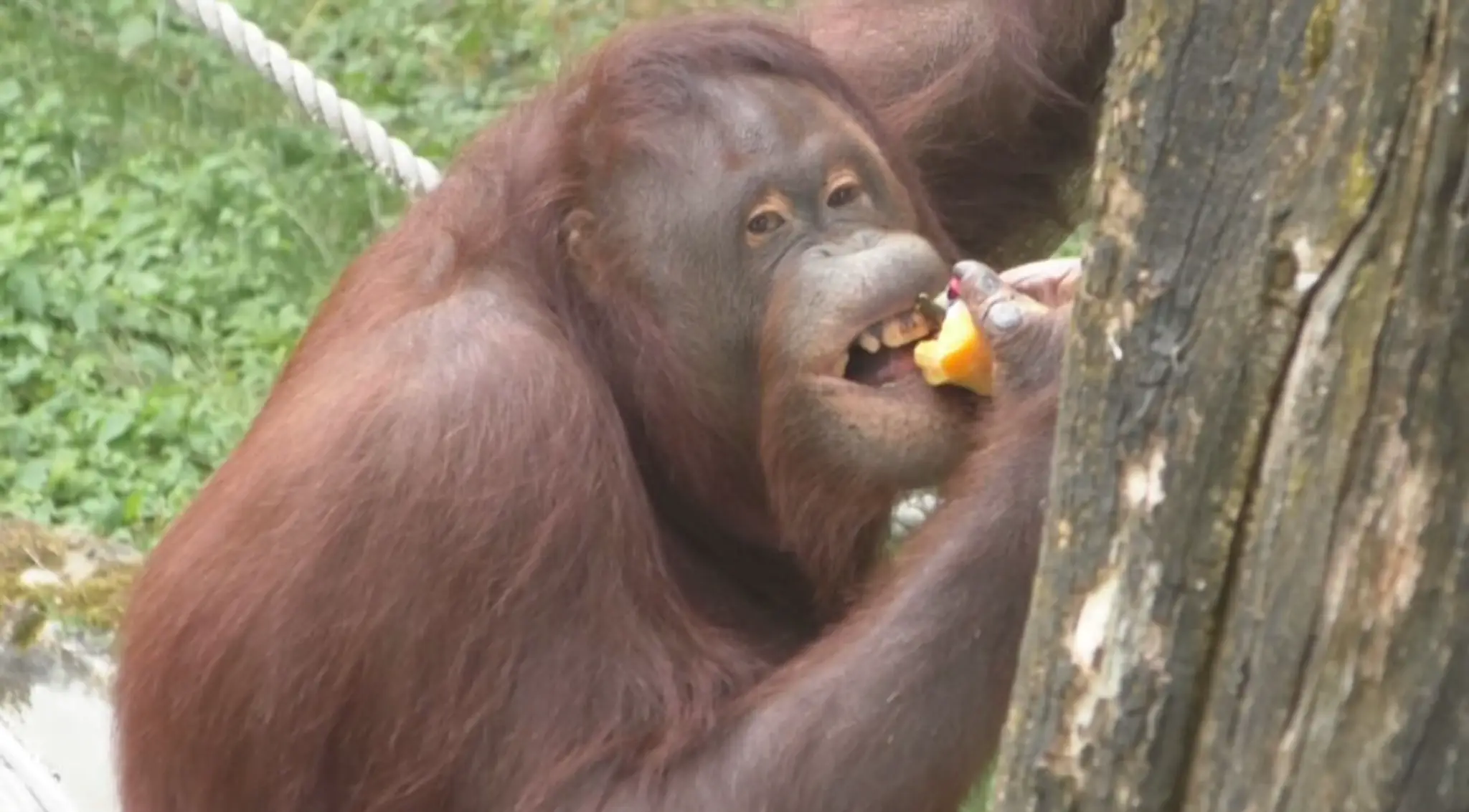 orangutan