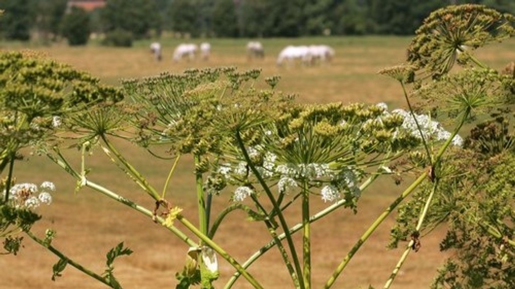 Boľševník. Ilustračná snímka. 