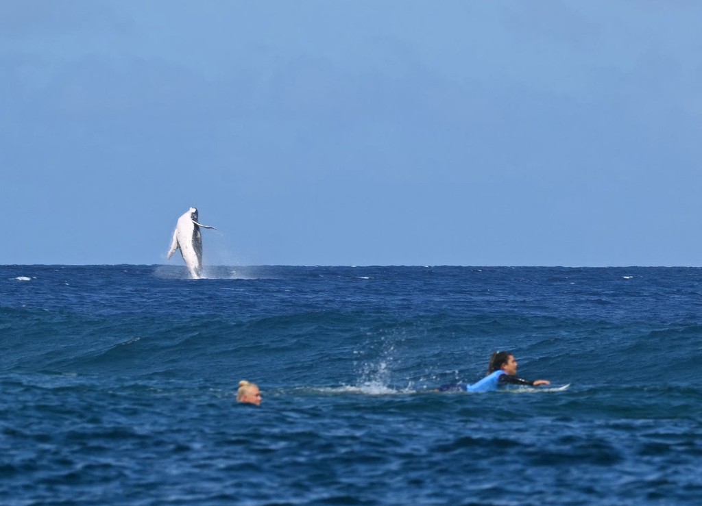 Veľryba prerazila oceán, keď na Tahiti súťažili surferi. 