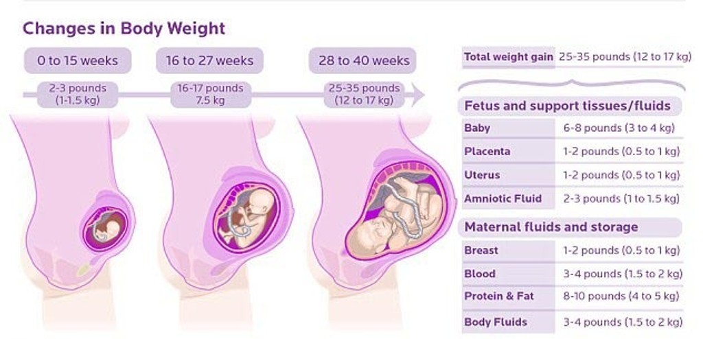 Сколько весят беременные
