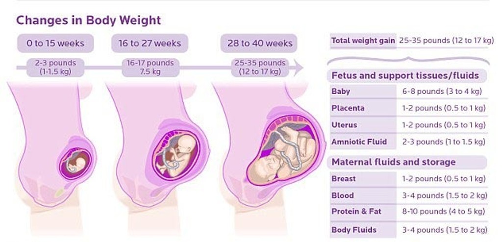 Сколько весит беременность. На каком сроке беременности начинается набор веса. Набор веса беременных чат.