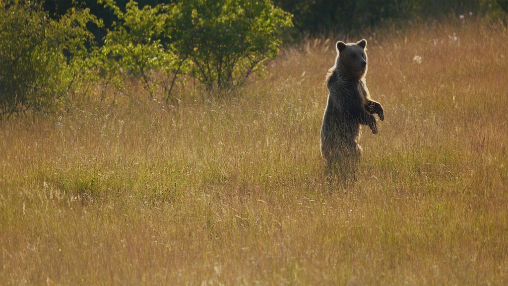 Voyo Originál Lebo medveď