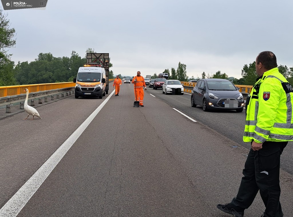 Na snímke je labuť, ktorá pobehovala po diaľnici a diaľniční policajti, ktorí sa ju snažili odchytiť.
