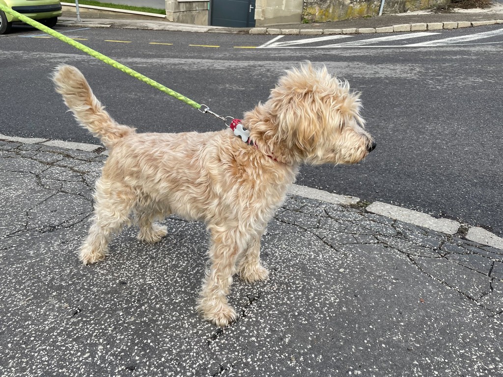 Tobias zostal bez majiteľky.