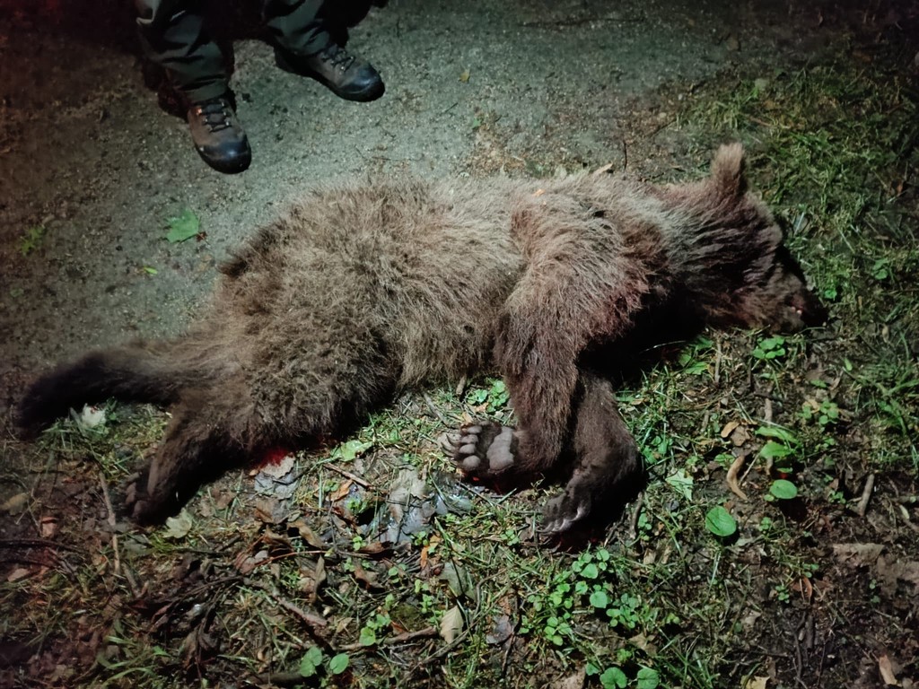 Medveď na terase zahrdúsil psa.