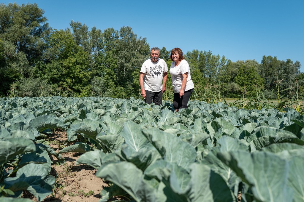 Manželia Lukácsovci na svojom poli