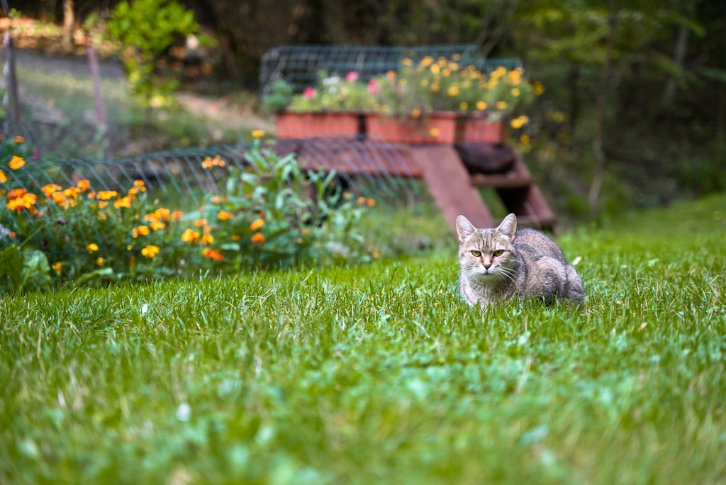 Happytariánska Osviežovňa.