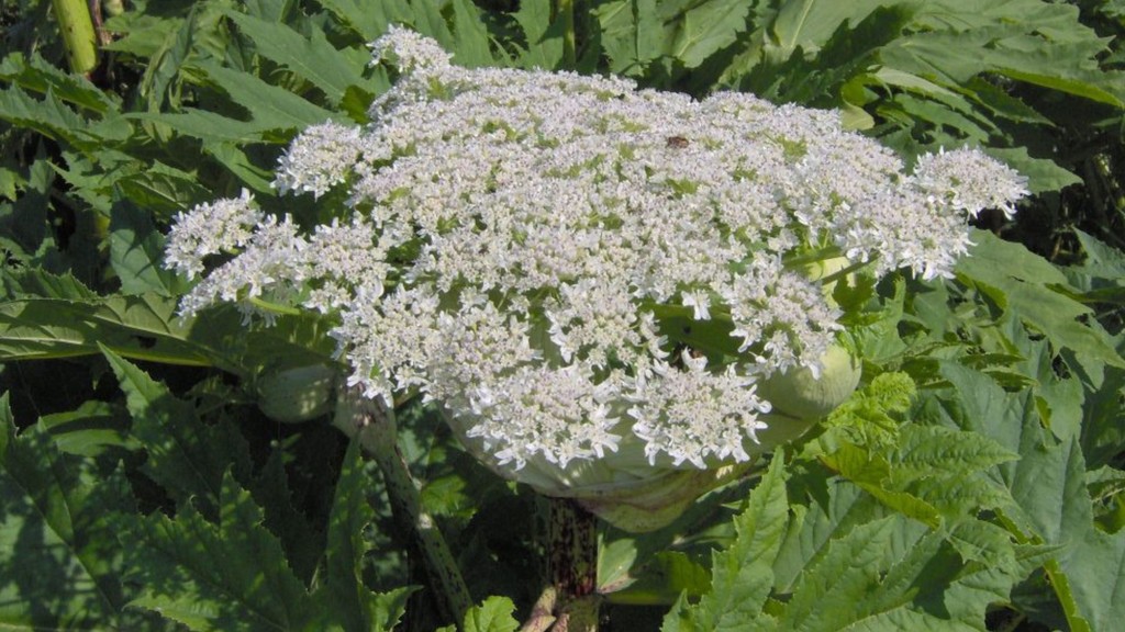 Boľševičník obrovský.