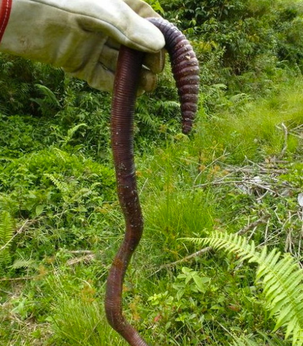 Дождевой червь выползок. Австралийский гигантский земляной червь. Крупный дождевой червь. Гигантский австралийский дождевой червь (megascolides australis). Земляной кольчатый червь палус.