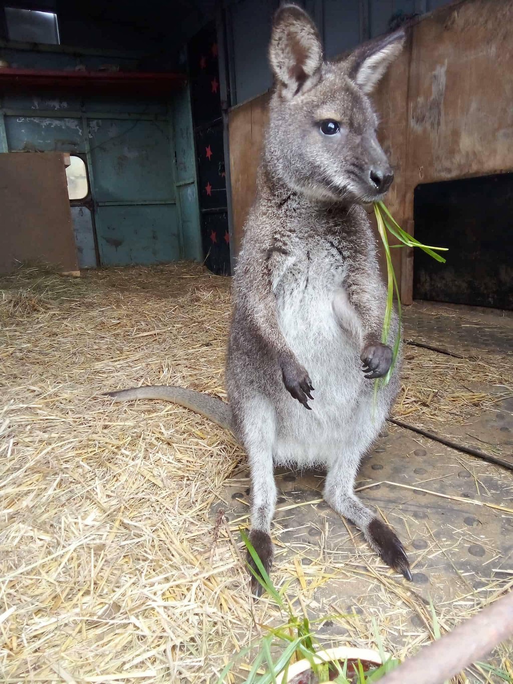 Hľadaný klokan Skip