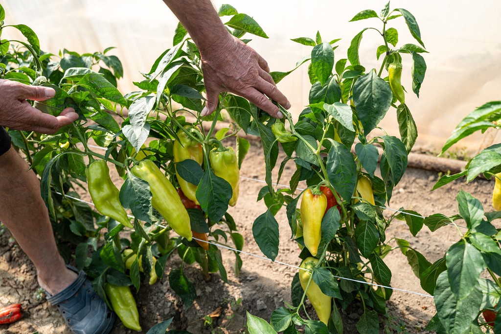 Voňavé papriky od Lukácsovcov, ktoré idú v predajniach COOP Jednota Nové Zámky na dračku