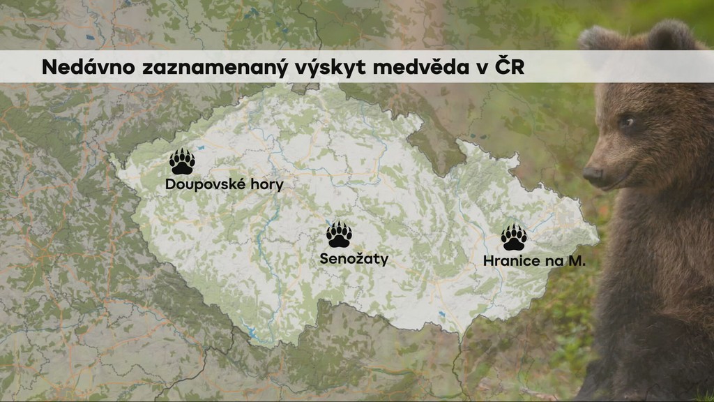 Údajný výskyt medveďa v ČR