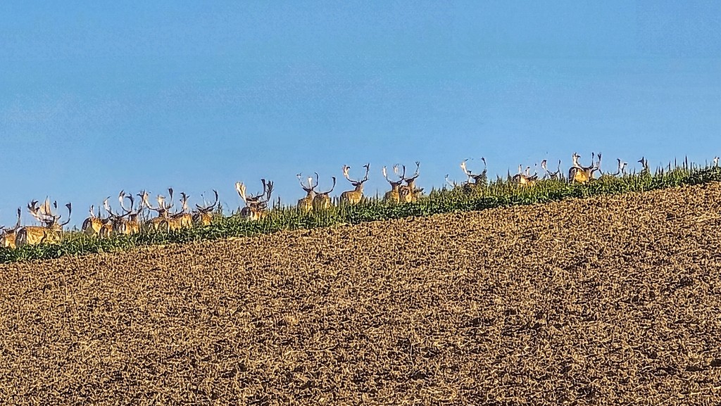 Pohľad ako z divočiny. 