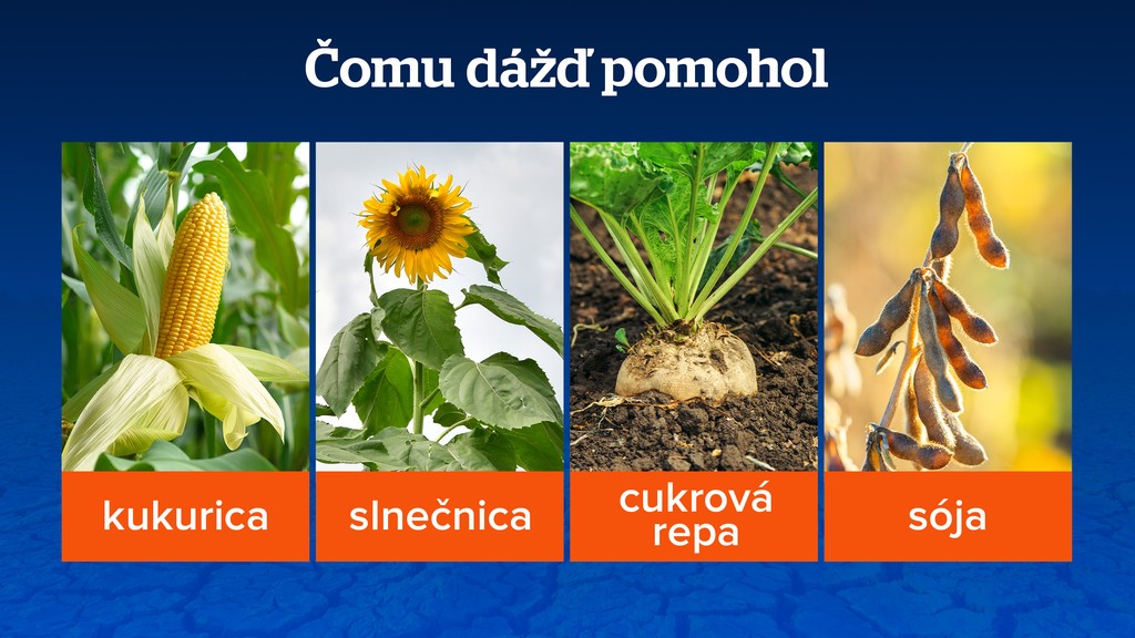 Čomu dážď pomohol