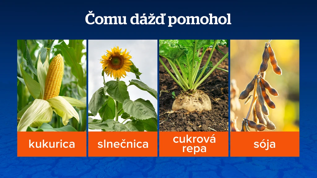 Čomu dážď pomohol