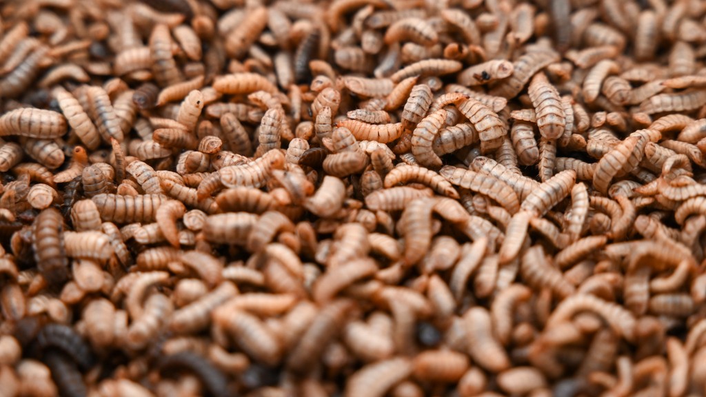 Larvy muchy čiernej.