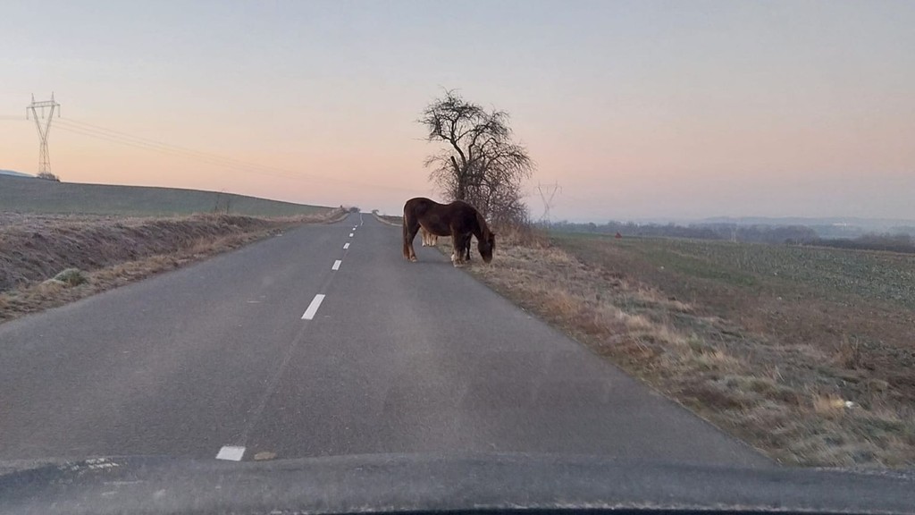 Cestu im skrížili tri majestátne kone 
