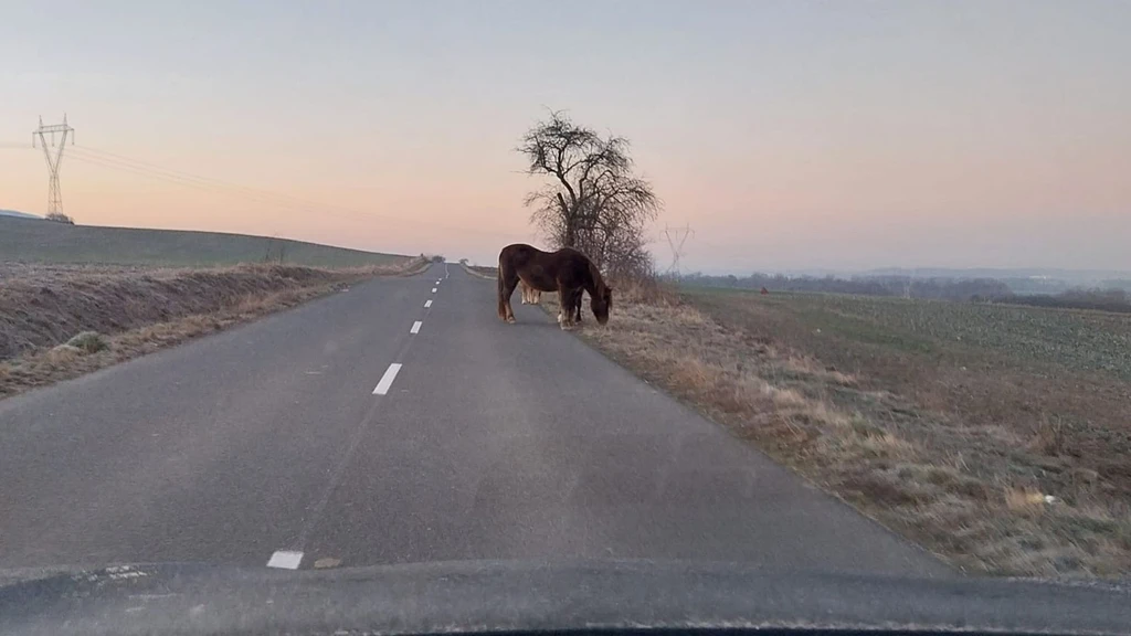Cestu im skrížili tri majestátne kone 